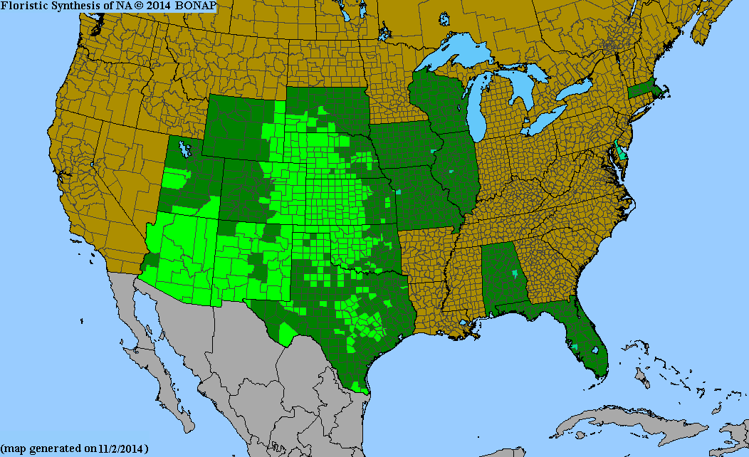 County distribution map of Croton texensis - Texas Croton
